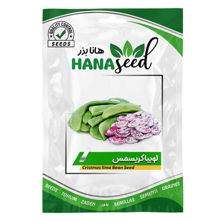 بذر لوبیا کریسمس