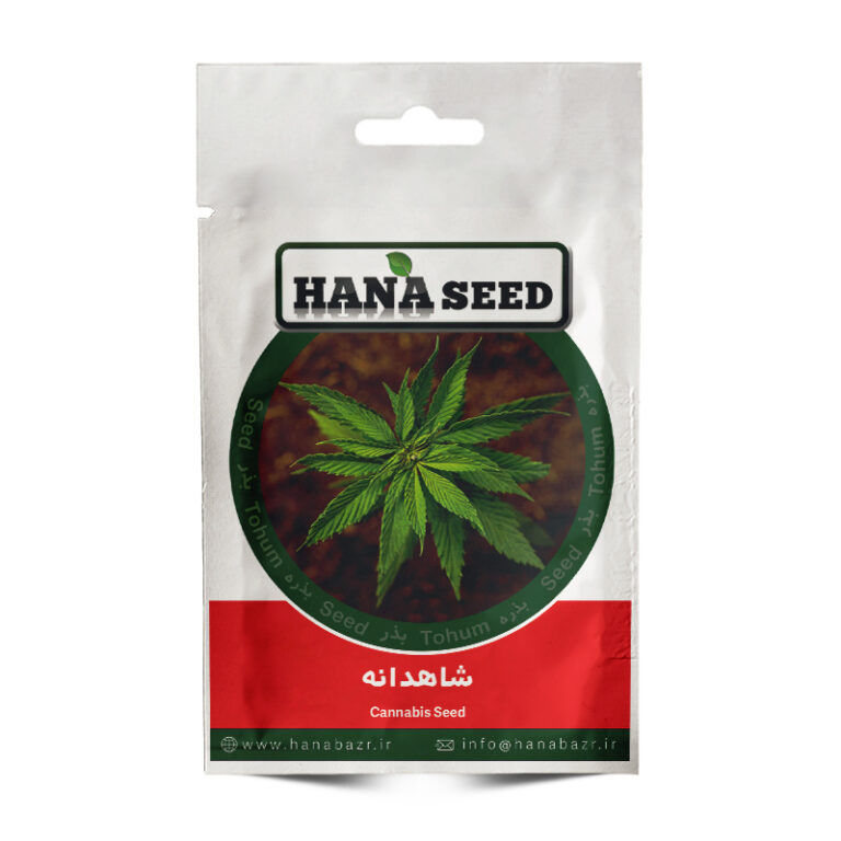 بذر شاهدانه خوراکی