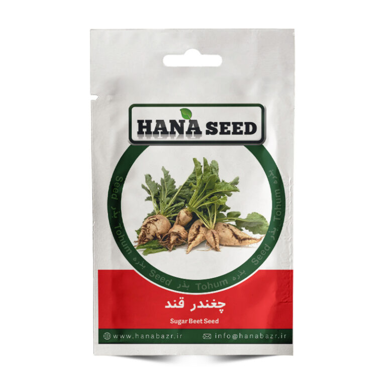 بذر چغندر قند