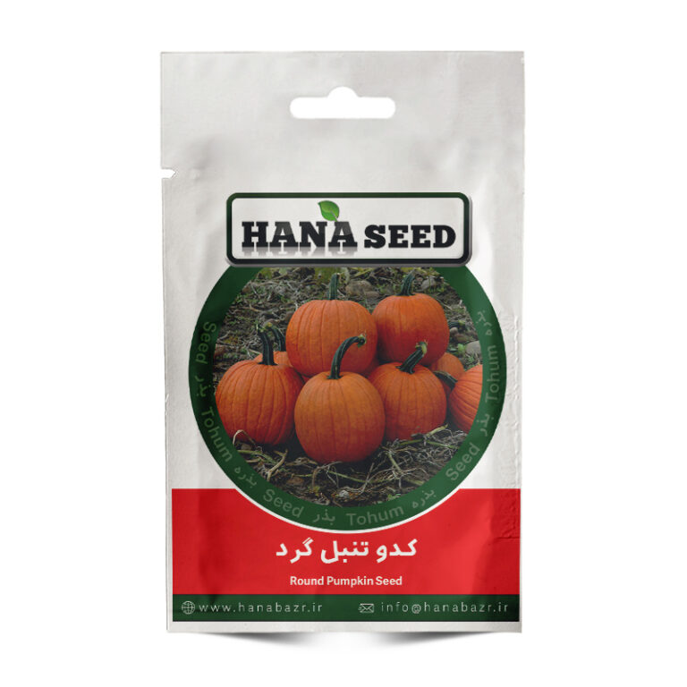 بذر کدو تنبل گرد