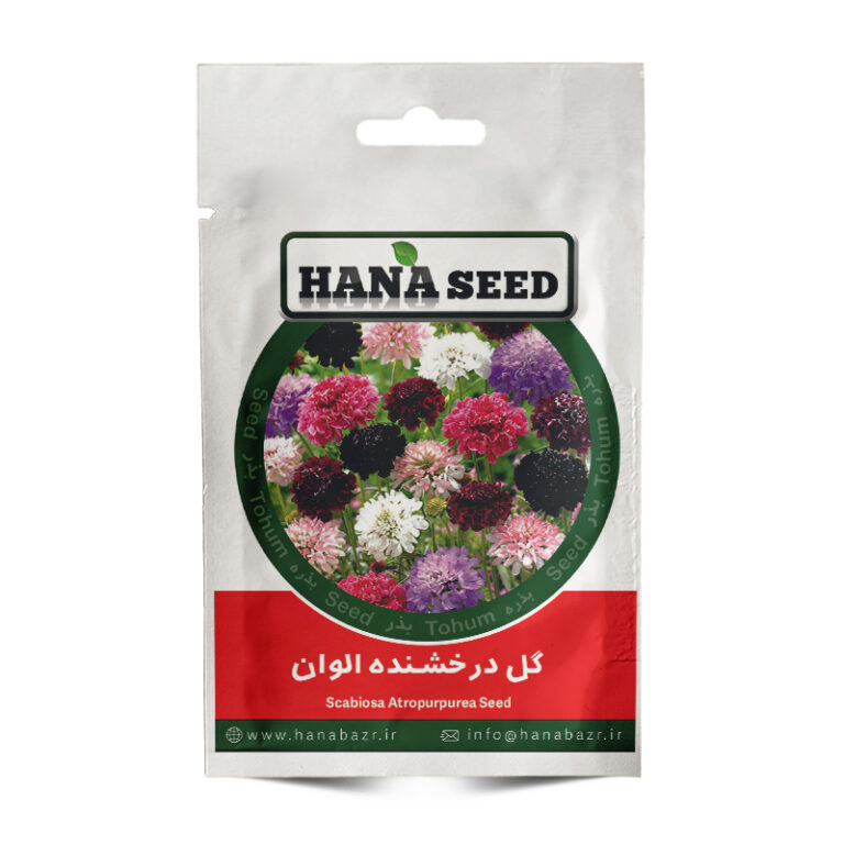 بذر گل درخشنده الوان