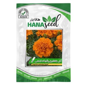بذر گل جعفری پاکوتاه نارنجی هانا بذر