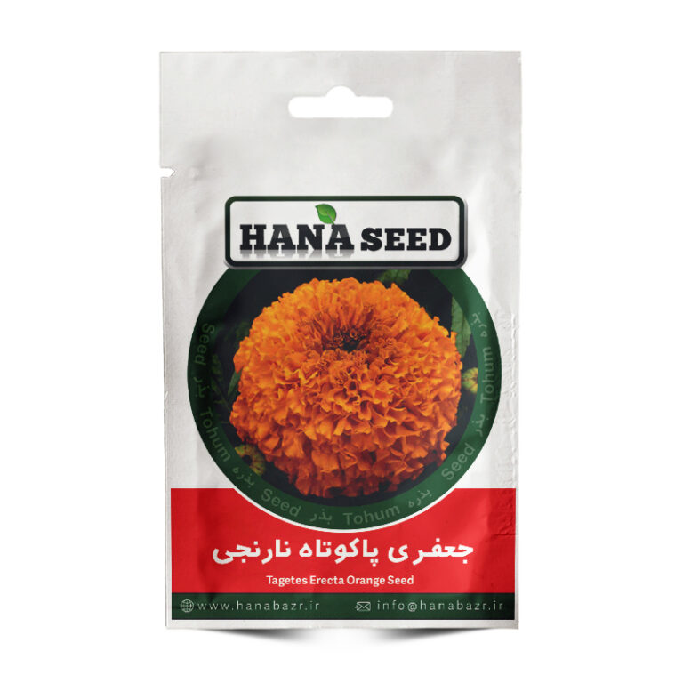 بذر گل جعفری پاکوتاه نارنجی