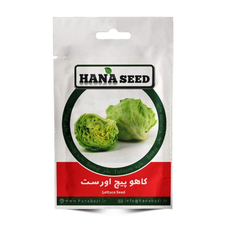 بذر کاهو پیچ
