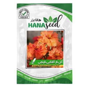 بذر گل ناز آفتابی نارنجی