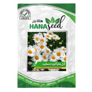 بذر گل مارگریت سفید هانا بذر