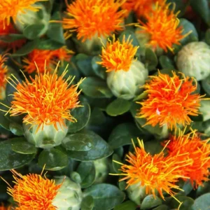 بذر گلرنگ (زعفران مصنوعی)