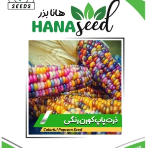 بذر ذرت پاپ کورن رنگی